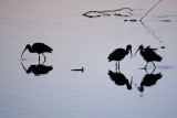 3 White-faced Ibises, silhouettes