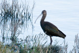 White-faced Ibis