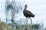 White-faced Ibis
