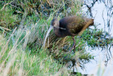 White-faced Ibis