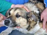 rescued-dog-from-ice-floeWE.jpg