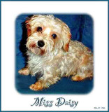 Miss Daisy