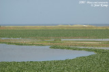 Overwoekerende waterhyacint