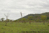 Open wooded savannah