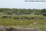 Afrikaanse Olifant / African Elephant