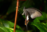 Butterfly Palace Branson, Missouri