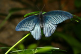 Butterfly Palace Branson, Missouri
