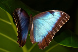 Butterfly Palace Branson, Missouri