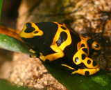 Butterfly Palace Branson, Missouri