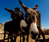 Burros at the Hackberry Store