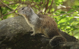 Gold Country Squirrel