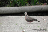 720mm at ISO3200 - 3fps high speed mode - could be adjusted to 5/7/10fps
