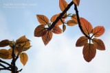 ISO100: appealing colour in sunny day (firmware 1.01)