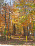Fallen leaves on the trail