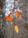 Last holdout on the cherry tree