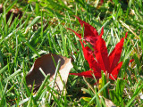 The brightest of red