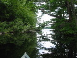Under the Branches