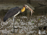 Lesser Adjutant