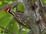 Adult male Greater Goldenback
