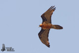 Adult Bearded Vulture