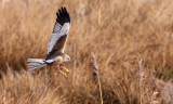 Western Marsh Harrier (Circus aeruginosus)