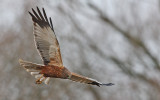 Western Marsh Harrier (Circus aeruginosus), Brun kärrhök