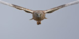 Western Marsh Harrier (Circus aeruginosus), Brun kärrhök