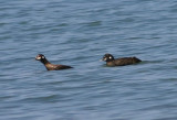 Harlequin Ducks; females