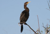 Neotropic Cormorant