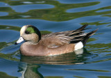 American Wigeon; male