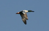 Northern Shoveler; male