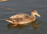 Mexican Mallard
