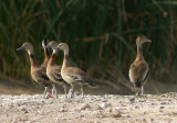 Black-bellied Whistling-Ducks; juveniles