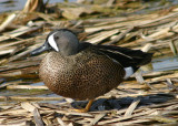 Blue-winged Teal; male