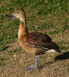 Fulvous Whistling-Duck