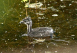 Least Grebe chick