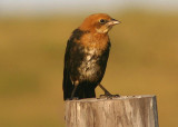 Yellow-headed Blackbird; juvenile