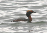 Horned Grebe; breeding
