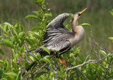 Anhinga; female