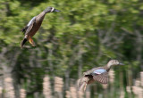 Blue-winged Teal pair