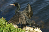 Double-crested Cormorant; breeding