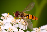 Marmalade Fly