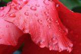 Water Drop MacroAugust 2, 2008
