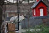 Squirrel at Bird FeederApril 6, 2010