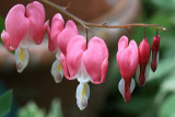 Bleeding Heart MacroMay 13, 2010