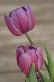 TulipsMarch 27, 2008