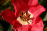 Red TulipMay 1, 2008