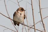 Northern Rough-winged Swallow
