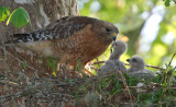 Red-shouldered Hawk with chicks, Cochran Shoals