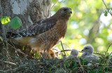 Red-shouldered Hawk with chicks, Cochran Shoals